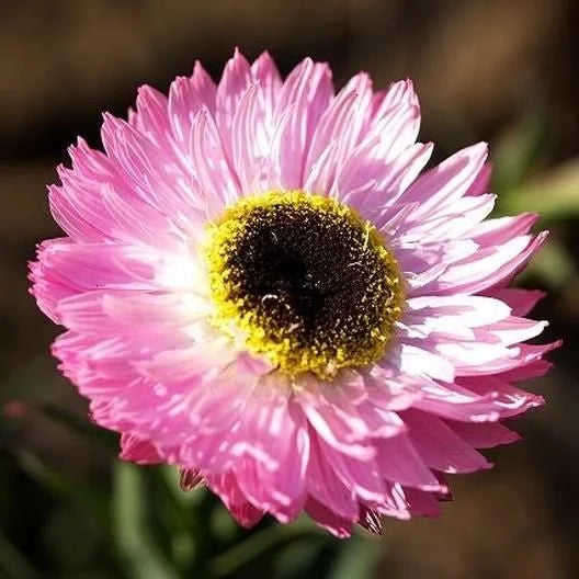 Daisy Seeds (Paper) - Giant Flowered Mix